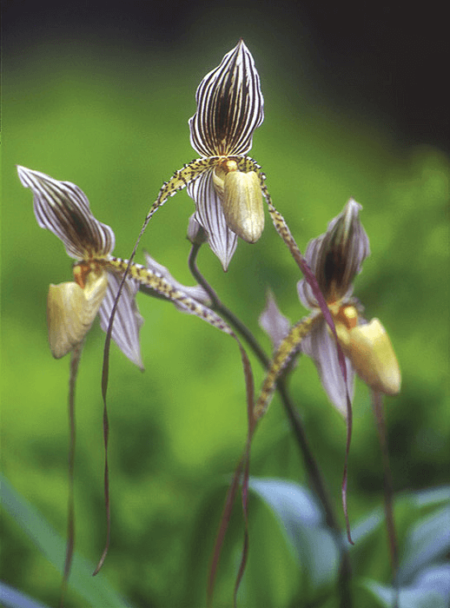 La thérapie florale par les élixirs d'orchidées, voie de re-connexion à soi