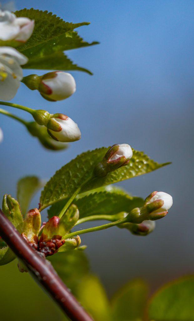 Se soigner naturellement : la puissance des bourgeons